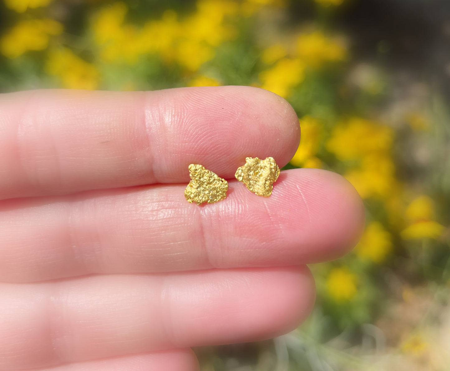 Alaska gold earrings