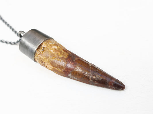 huge fossilized Spinosaurus tooth pendant in sterling silver setting with black rolo chain