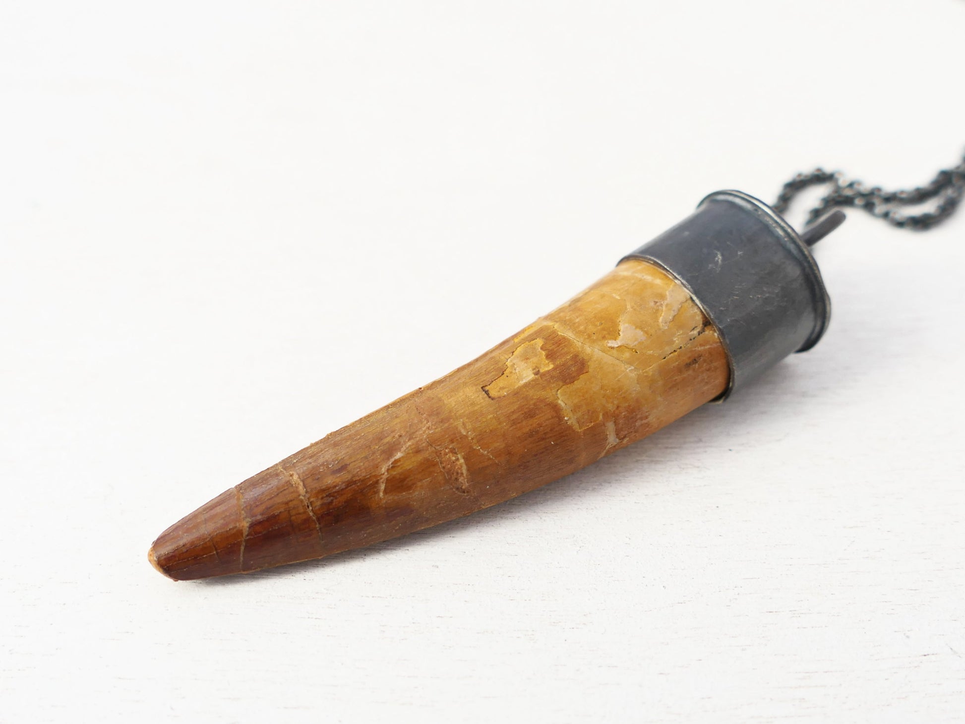 Genuine Spinosaurus Tooth 