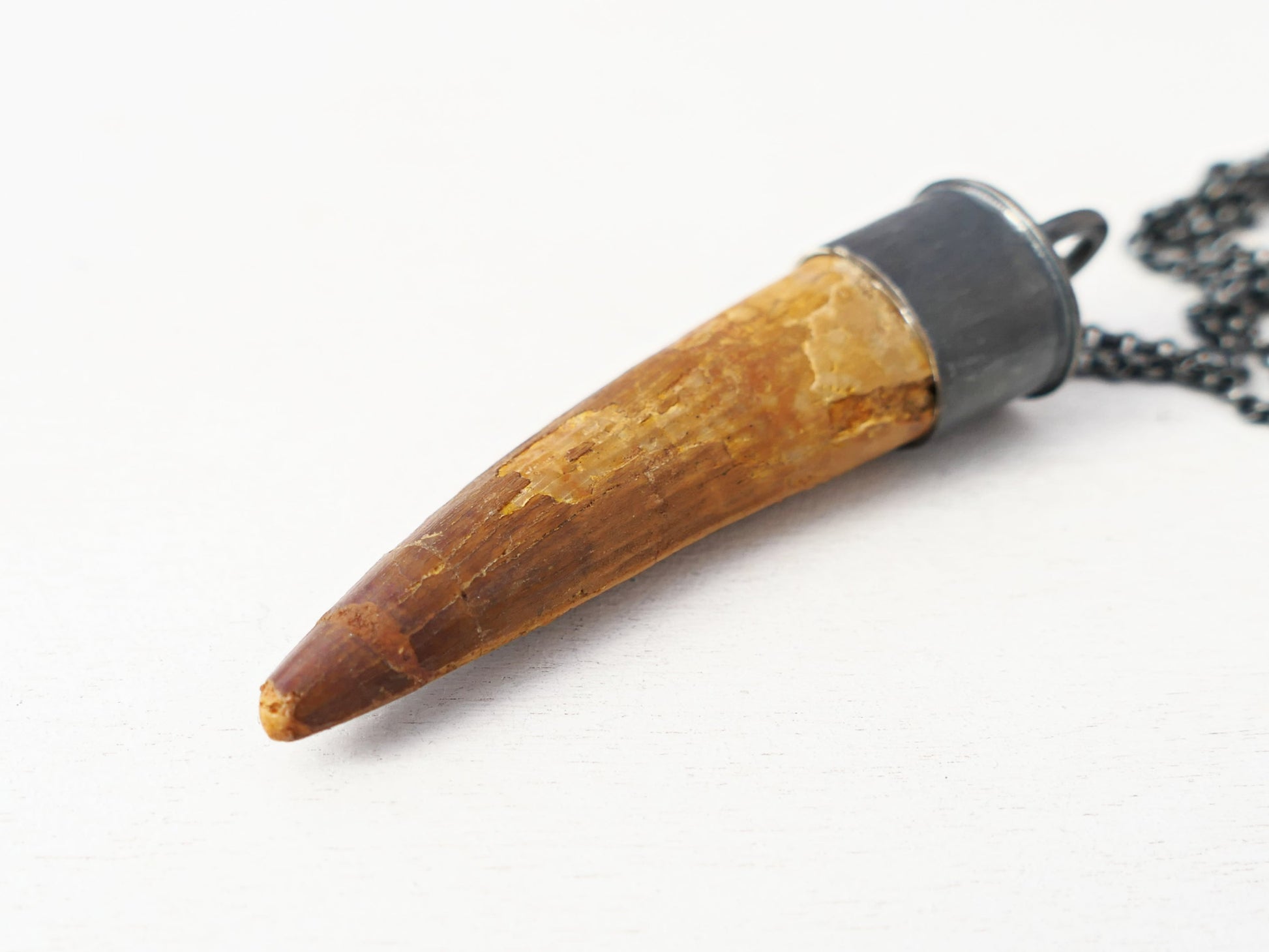 Real Spinosaurus Tooth Foosil