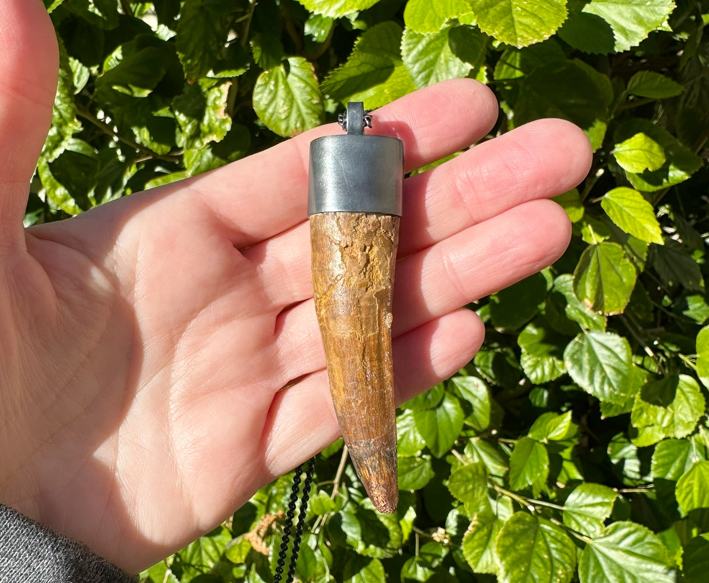 Huge Spinosaurus Tooth Necklace: Authentic Fossilized Dino Pendant, Sterling Silver Setting