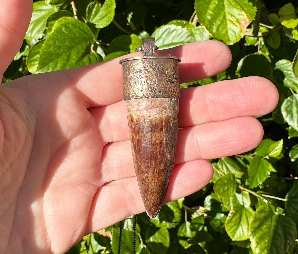 Extra Large Spinosaurus Tooth