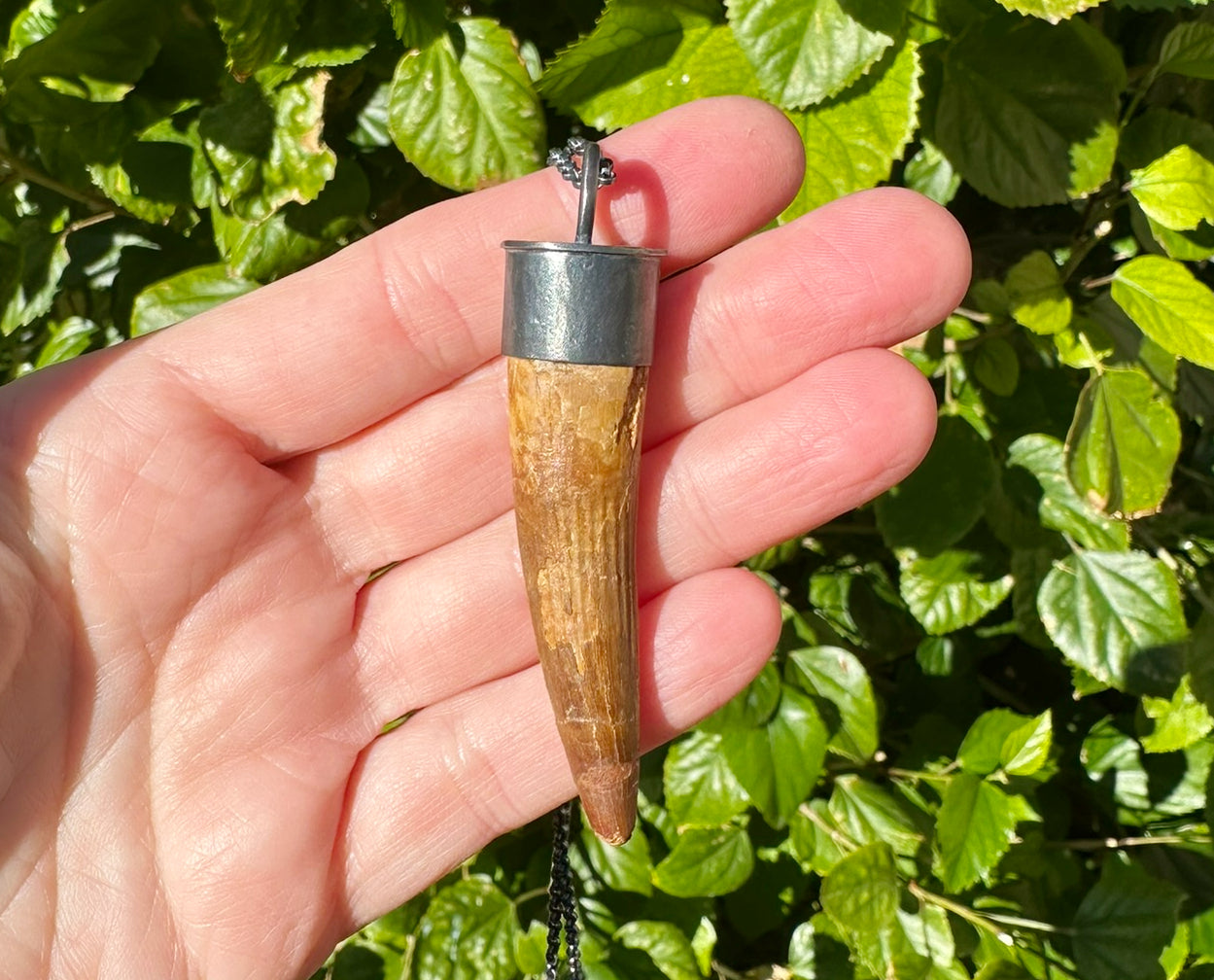 Fossilized Spinosaurus Tooth Dinosaur Tooth
