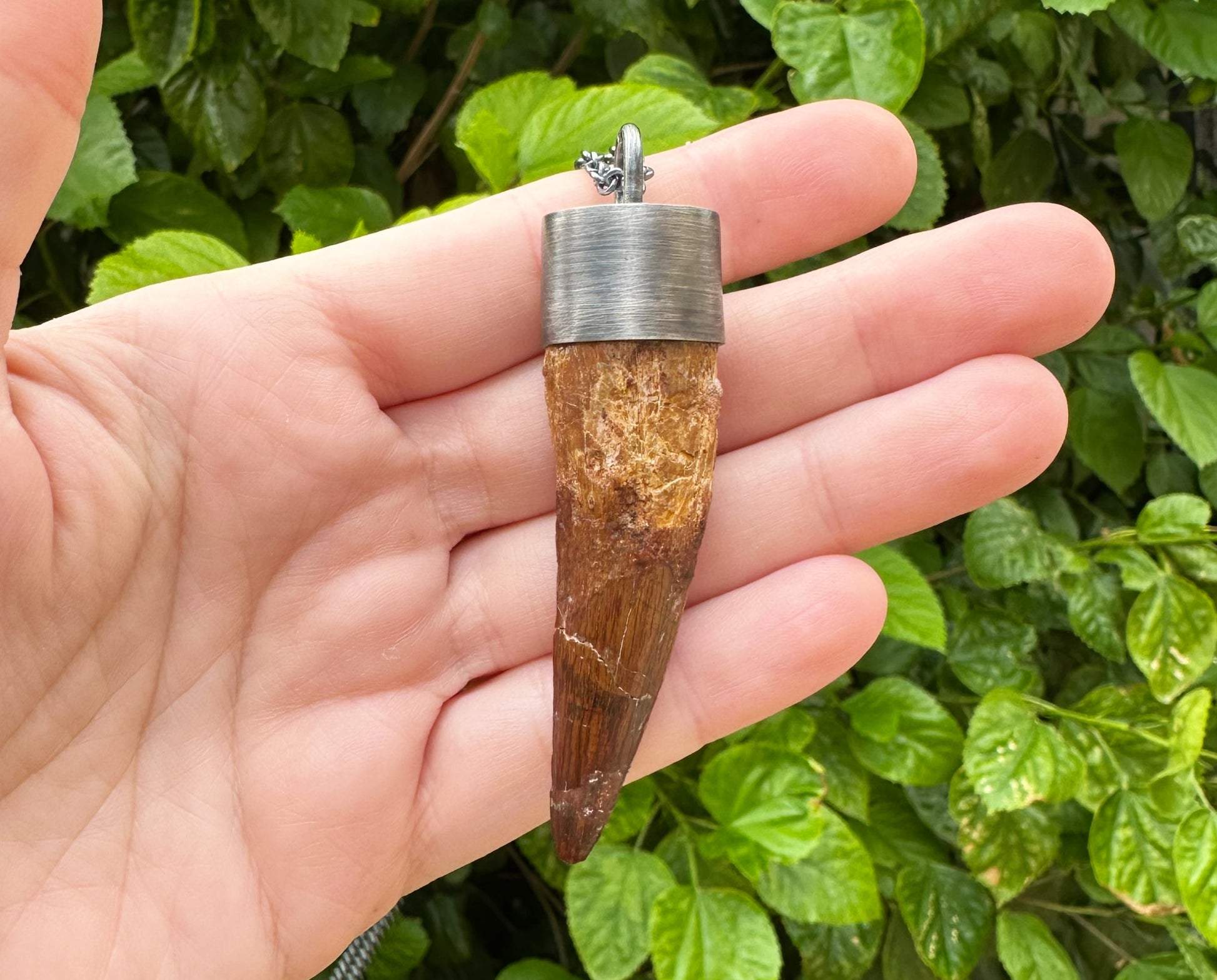 big Spinosaurus tooth