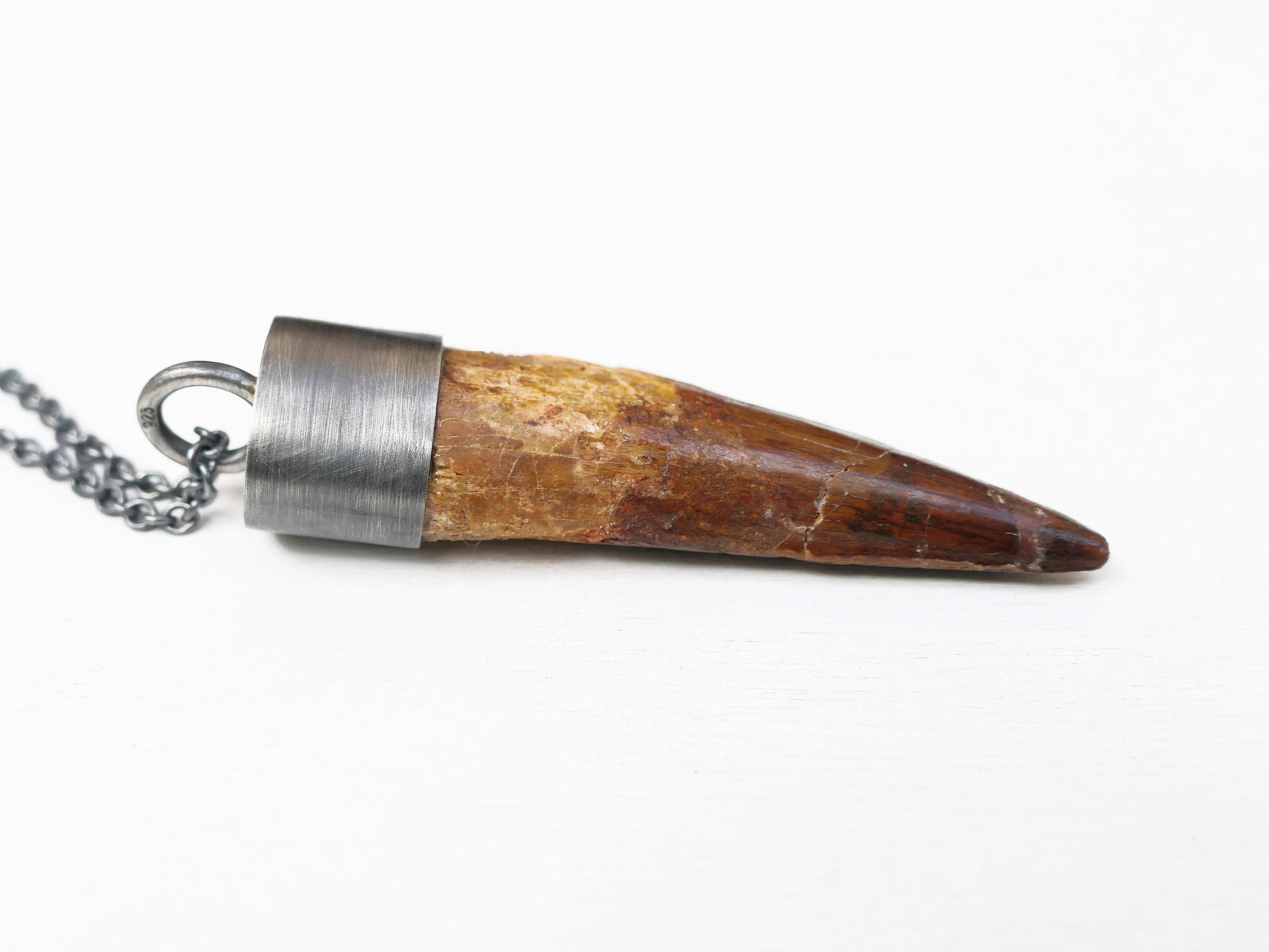 real Spinosaurus tooth