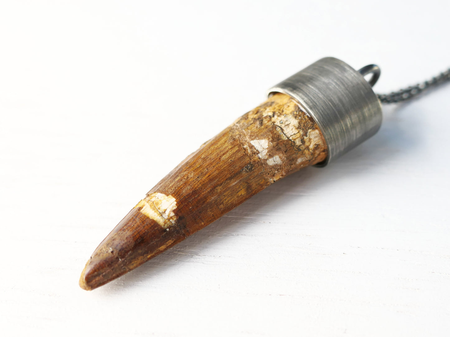 fossilized dinosaur tooth necklace